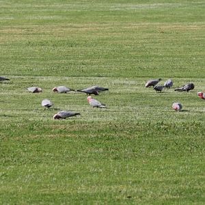 Galahs