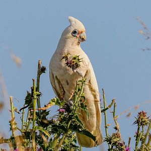 Little Corella