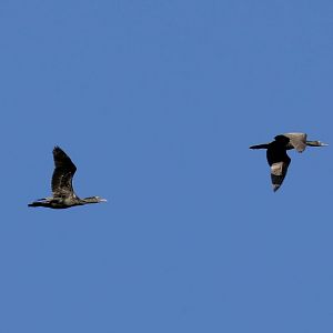 Little Black Cormorant