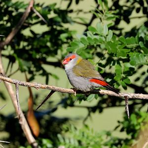 Red-browed Finch
