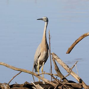 White-faced Heron