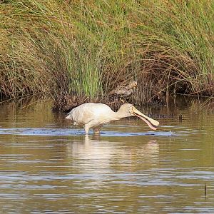 Yellow-billed Spoonbill (with Latham's Snipe in the background)l