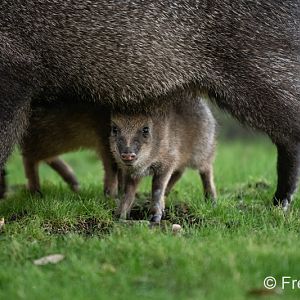 baby javelina (at my condominium)