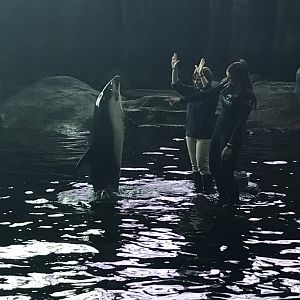 Shedd Aquarium: Pacific White-Sided Dolphin and Trainers
