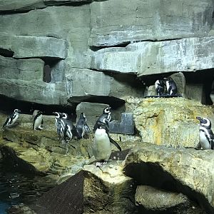 Shedd Aquarium: Penguins