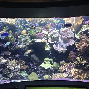 Shedd Aquarium: Coral Reef