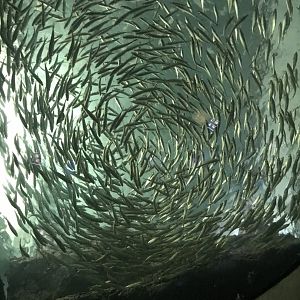 Shedd Aquarium: School of Circling Fish