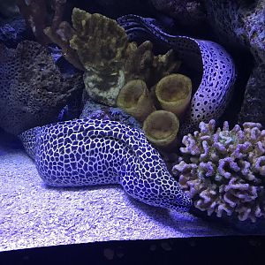 Shedd Aquarium: Moray Eels