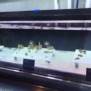 Shedd Aquarium: Coral Propagation