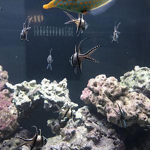 Shedd Aquarium Banggai Cardinalfish and Orange-Spotted Filefish