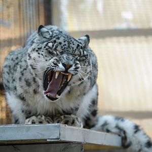 Snow leopard