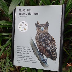 Tawny Fish Owl (Ketupa flavipes)