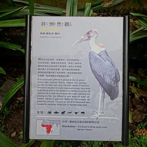 Marabou Stork (Leptoptilos crumenifer)