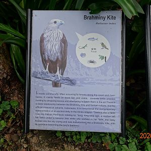 Brahminy Kite (Haliastur indus)