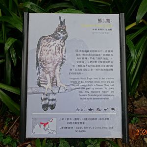 Hodgson's Hawk-eagle (Nisaetus nipalensis)