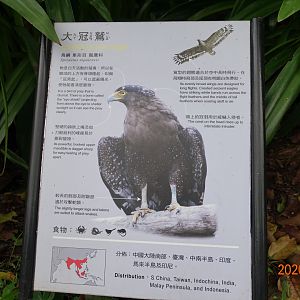 Crested Serpent Eagle (Spilornis cheela)