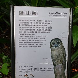 Brown Wood Owl (Strix leptogrammica)