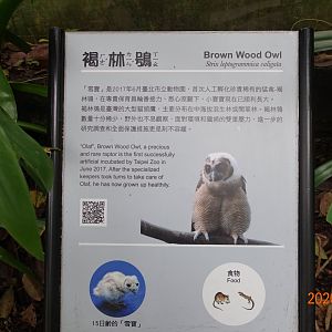 Brown Wood Owl (Strix leptogrammica)