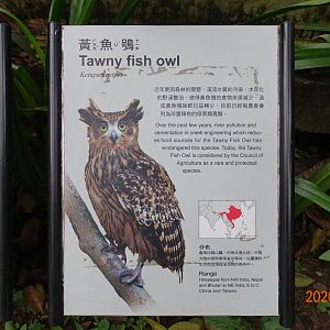 Tawny Fish Owl (Ketupa flavipes)