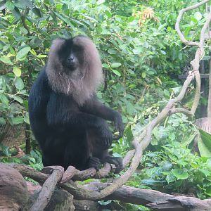 lion tailed monkey
