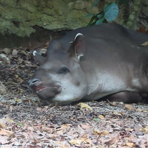 south american taipar