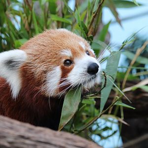 red panda