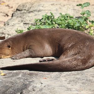 giant otter
