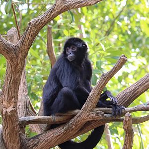 black spider monkey