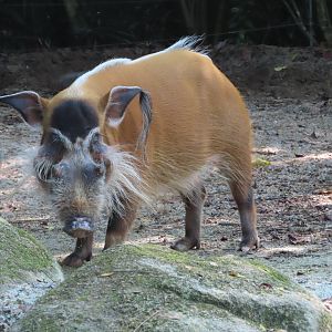 red river hog