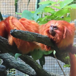 gloden tamarin