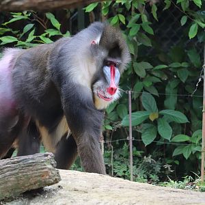 mandrill