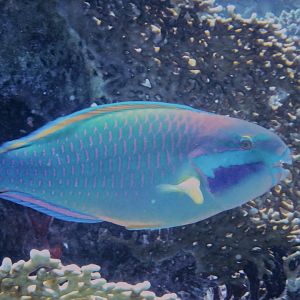 Chlorurus genazonatus