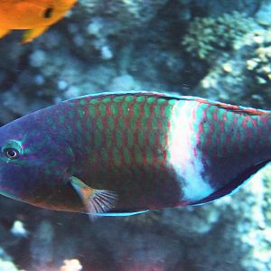 Scarus fuscopurpureus