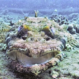 Indian ocean crocodilefish