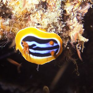 Chromodoris tricolor