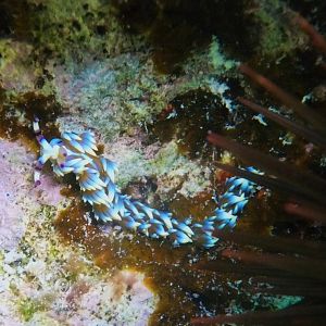 Pteraeolidia ianthina