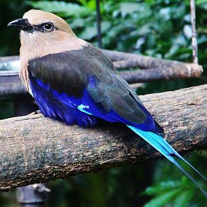 Royal Ramble - Blue-bellied Roller