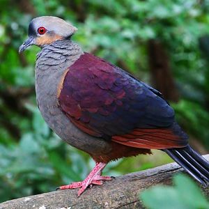 Royal Ramble - Crested Quail-dove