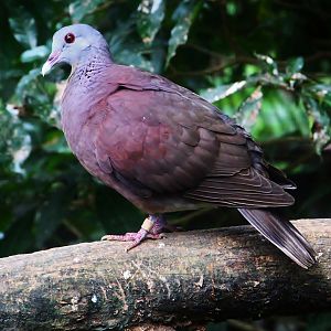 Royal Ramble - Malagasy Turtle Dove