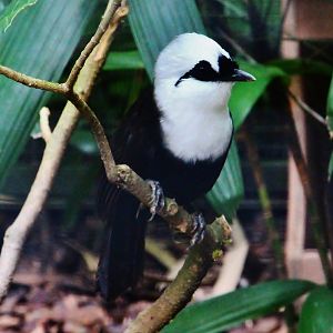 Wings of Asia - Sumatran Laughingthrush