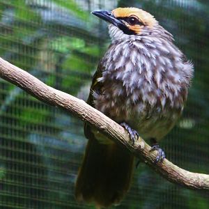 Wings of Asia - Straw-headed Bulbul