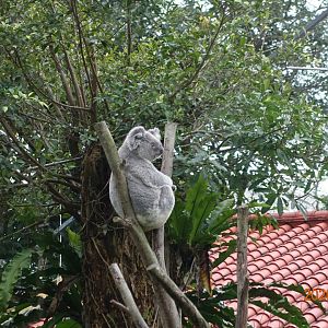 Koala (Phascolarctos cinereus)