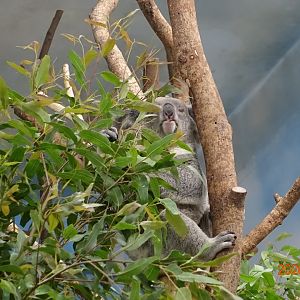 Koala (Phascolarctos cinereus)