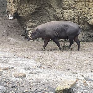North Sulawesi Babirusa (Babyrousa celebensis)