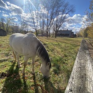 Doge nature center- horse