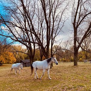 Doge nature center- horses