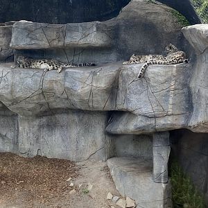 Snow Leopards