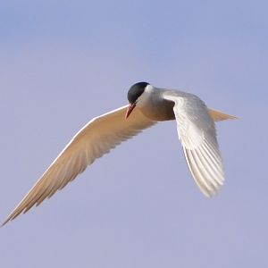 Whiskered tern.