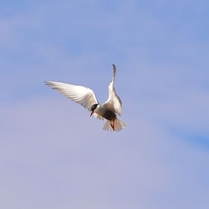 Whiskered tern hovering.