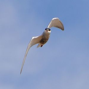Whiskered tern 1 .